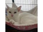 Adopt Snow White a Domestic Short Hair