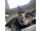 Adopt Callie a Domestic Short Hair