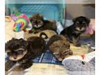 Shorkie Tzu PUPPY FOR SALE ADN-820277 - Yorkie Shih Tzu mix Pups born 7 26