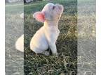 French Bulldog PUPPY FOR SALE ADN-820282 - Platinum female fluffy carrier