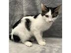 Adopt Tom a Domestic Medium Hair