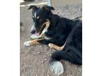 Adopt Falcon a Australian Shepherd