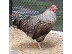 Adopt Roosey a Chicken