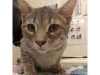 Adopt Horton a Domestic Short Hair