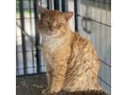 Adopt Batman a Domestic Medium Hair