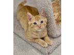 Adopt Tomahto a Domestic Short Hair