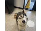 Adopt Simba a Siberian Husky