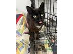 Adopt wren a Domestic Short Hair