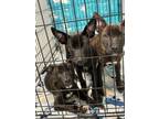 Adopt Bravo a Dutch Shepherd, Mixed Breed