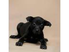 Adopt Sneezy a Black Labrador Retriever, Pit Bull Terrier