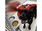 Adopt Herb a Labrador Retriever