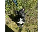 Adopt Yukon a German Shorthaired Pointer, Mixed Breed