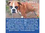 Adopt Sniffy a Boxer