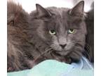 Adopt Fluff a Domestic Long Hair