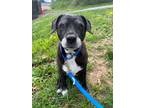 Adopt Dewey a American Staffordshire Terrier, Labrador Retriever