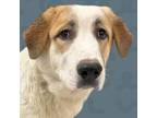 Adopt Copper a Great Pyrenees, Shepherd