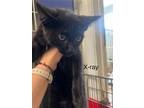 Adopt X-Ray a Domestic Short Hair