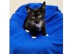 Adopt Duster a Domestic Short Hair