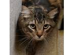 Adopt Tiger a Domestic Medium Hair, Domestic Short Hair