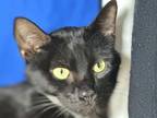 Adopt Ziti a Domestic Short Hair