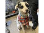 Adopt Sam a Terrier, Border Collie