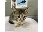 Adopt Dawson a Domestic Short Hair