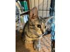 Adopt Tubbs a Domestic Short Hair