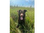 Adopt Buckeye a Labrador Retriever