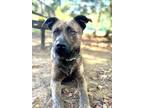 Adopt Cory a Pit Bull Terrier, Mixed Breed