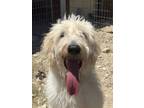 Adopt Harvey a Mixed Breed