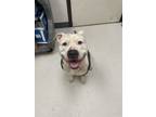 Adopt Goose a Pit Bull Terrier, Mixed Breed