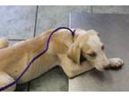 Adopt Pride a Labrador Retriever, Mixed Breed