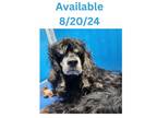 Adopt Dog Kennel #7 a Cocker Spaniel