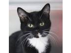 Adopt Cubby a Domestic Short Hair