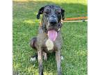 Adopt Prince-City Of Industry Location a Great Dane