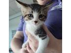 Adopt Shark (24-7237) a Domestic Short Hair