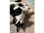 Adopt Puffin a Domestic Short Hair