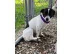 Adopt Fender a Rat Terrier, Mixed Breed