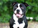 Adopt FLAPJACK a Pit Bull Terrier