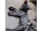 Adopt Mack *Russian Blue mix a Russian Blue, Domestic Short Hair