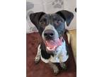 Adopt Niko a Australian Cattle Dog / Blue Heeler