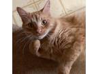 Adopt Butter a Domestic Medium Hair