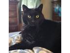 Adopt Alley a Domestic Short Hair