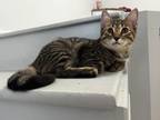 Adopt Micah a Domestic Short Hair