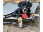 Adopt Knox a Rottweiler