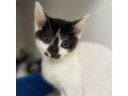 Adopt Dot a Domestic Short Hair