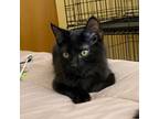 Adopt Marvin a Domestic Short Hair