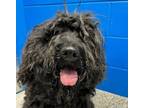 Adopt Sophie a Labradoodle