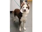 Adopt Ic-14 Skye a Siberian Husky, Border Collie