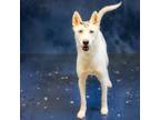 Adopt Pen 159 Pinky a Siberian Husky